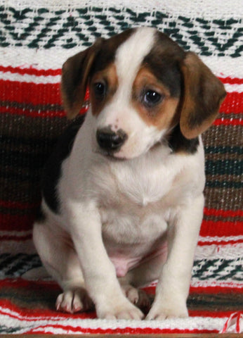 Mountain Cur For Sale Fredericksburg OH Male-Cooper