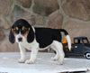 Beagle Mix For Sale Wooster OH Male-Chief