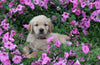AKC Registered Golden Retriever For Sale Holmesville OH Female-Agnes