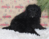 F1B Cavapoo For Sale Sugarcreek OH Female-Minnie