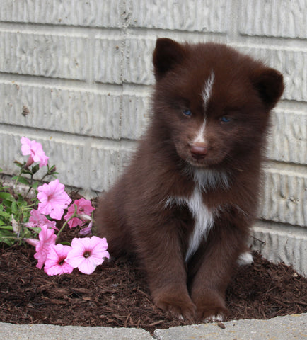 Pomsky For Sale Holmesville OH Male-Oliver