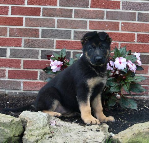 AKC Registered German Shepherd For Sale Millersburg OH Female-Nellie