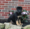 AKC Registered German Shepherd For Sale Millersburg OH Female-Nellie