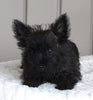 AKC Registered Cairn Terrier For Sale Millersburg OH Female-Chloe