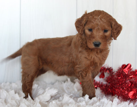 Goldendoodle For Sale Fredericksburg OH Female-Cutie