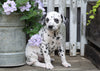 AKC Registered Dalmatian For Sale Millersburg, OH Female- Roxy