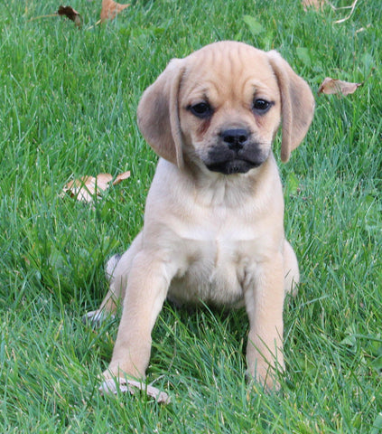 Puggle For Sale Sugarcreek OH Female-Rosie
