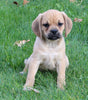 Puggle For Sale Sugarcreek OH Female-Rosie