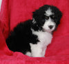 Mini Aussiedoodle For Sale Applecreek OH Male-Bruno
