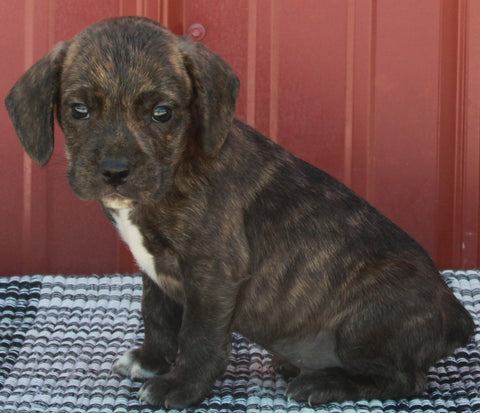 Beabull For Sale Wooter OH Male- Marlo