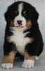 AKC Registered Bernese Mountain Dog For Sale Millersburg OH -Male Benny