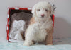 Aussiedoodle For Sale Holmesville, OH Male- Snowball