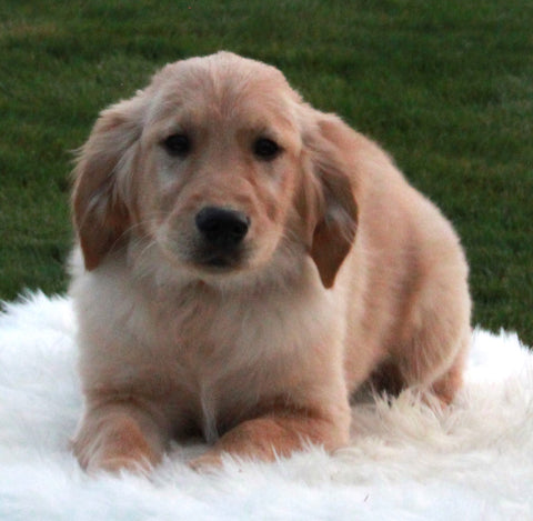 AKC Registered Golden Retriever For Sale Fredericksburg OH Female-Lily
