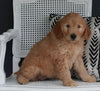 Goldendoodle For Sale Fresno OH Female-Dollie