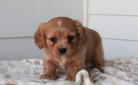 Cavachon For Sale Fredericksburg, OH Female- Mia