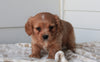 Cavachon For Sale Fredericksburg, OH Female- Mia