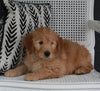 Goldendoodle For Sale Fresno OH Female-Dollie