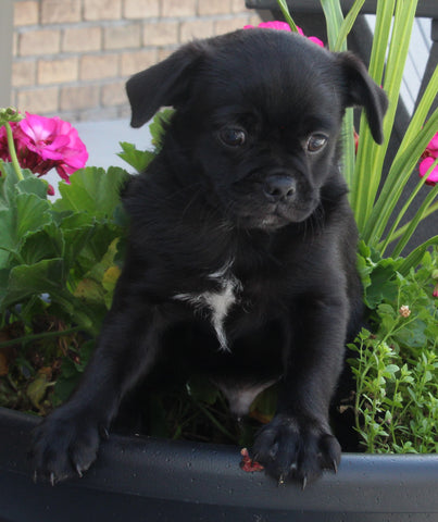 Pug For Sale Millersburg OH Male-Snoopy
