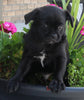 Pug For Sale Millersburg OH Male-Snoopy