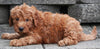 F1B Mini Goldendoodle For Sale Sugarcreek OH -Male Kenny
