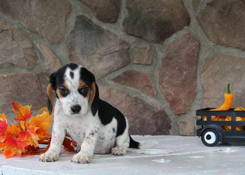 Beagle Mix For Sale Wooster OH Female-Chelsea