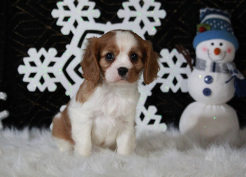 AKC Registered Cavalier For Sale Fredricksburg OH Male-Brandon