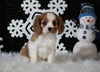 AKC Registered Cavalier For Sale Fredricksburg OH Male-Brandon