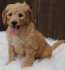 Mini Goldendoodle For Sale Millersburg OH Male-Rascal