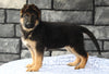 AKC Registered German Shepherd For Sale Millersburg OH Female-Makenzie