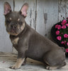 AKC Registered French Bulldog For Sale Millersburg OH -Male Storm