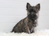 AKC Registered Cairn Terrier For Sale Millersburg, OH Male- Cody