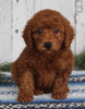 AKC Registered Toy Poodle For Sale Millersburg OH Male-Charles