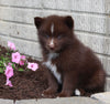 Pomsky For Sale Holmesville OH Male-Oliver