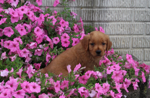 AKC Registered Golden Retriever For Sale Holmesville OH Male-Alex