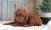 AKC Registered Moyen Poodle For Sale Dundee, OH Male- Harden
