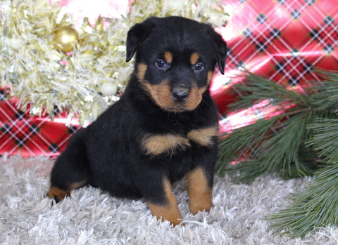 AKC Registered Rottweiler For Sale Sugarcreek OH Male-Diesel