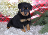 AKC Registered Rottweiler For Sale Sugarcreek OH Male-Diesel