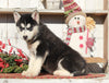 AKC Registered Siberian Husky For Sale Millersburg, OH Female- Sarah
