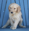 AKC Registered Golden Retriever For Sale Millersburg OH Male-Bruce