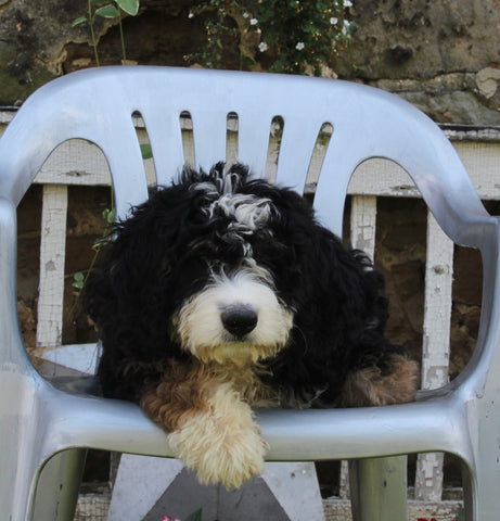 Bernedoodle For Sale Millersburg OH Female-Misty