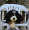 Bernedoodle For Sale Millersburg OH Female-Misty