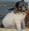 AKC Registered Standard Poodle For Sale Millersburg OH -Female Missy