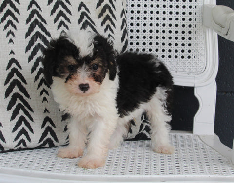 Mini Aussiedoodle For Sale Fresno OH Male-Travis