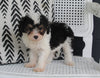 Mini Aussiedoodle For Sale Fresno OH Male-Travis