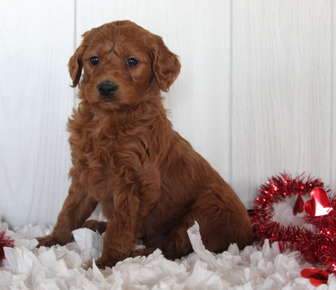 Goldendoodle For Sale Fredericksburg OH Female-Caramel
