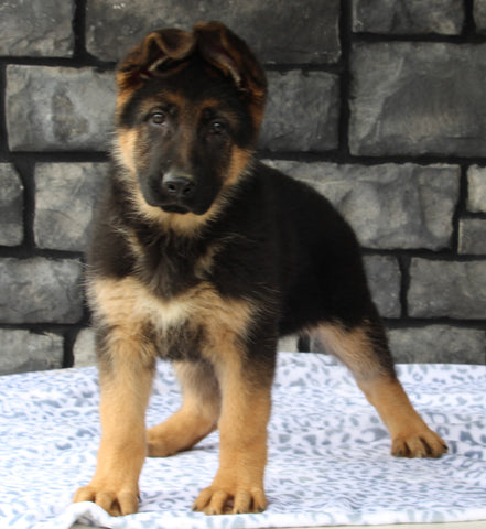 AKC Registered German Shepherd For Sale Millersburg OH Female-Makenzie