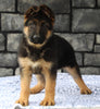AKC Registered German Shepherd For Sale Millersburg OH Female-Makenzie