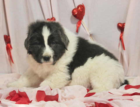 AKC Registered Newfoundland For Sale Millersburg OH Male-Teddy