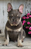 AKC Registered French Bulldog For Sale Millersburg OH -Male Storm