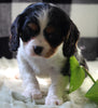 Cavachon For Sale Fredericksburg OH Female-Sage